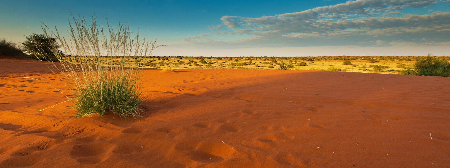 Kalahari in Namibia